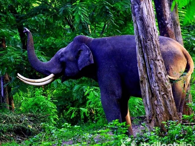 Muthanga-Wildlife-Sanctuary: things to do in wayanad