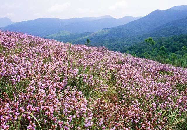 Neelakurinji in Bloom in 2018 after 12 Years