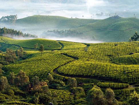 Best time to visit Kerala | Where to visit in Kerala