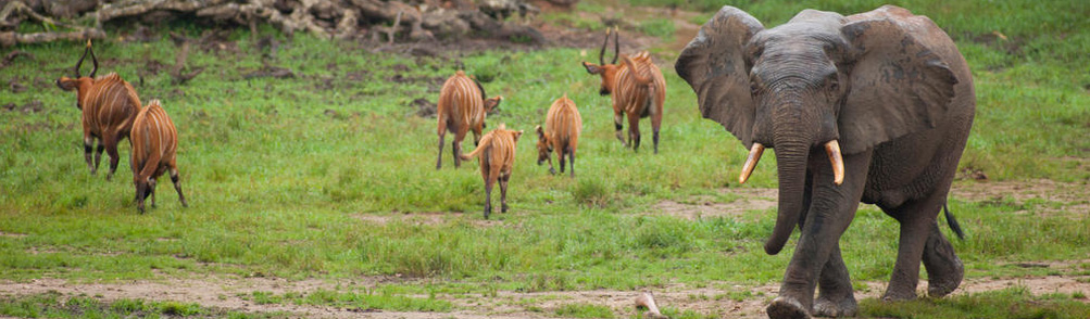 Wildlife Sanctuary